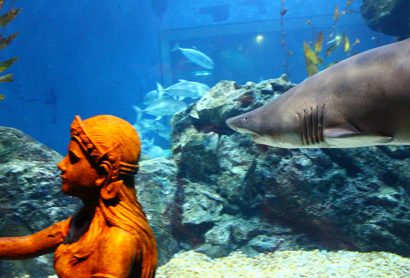 Билеты в океанариум Sea Life Bangkok Ocean World 1