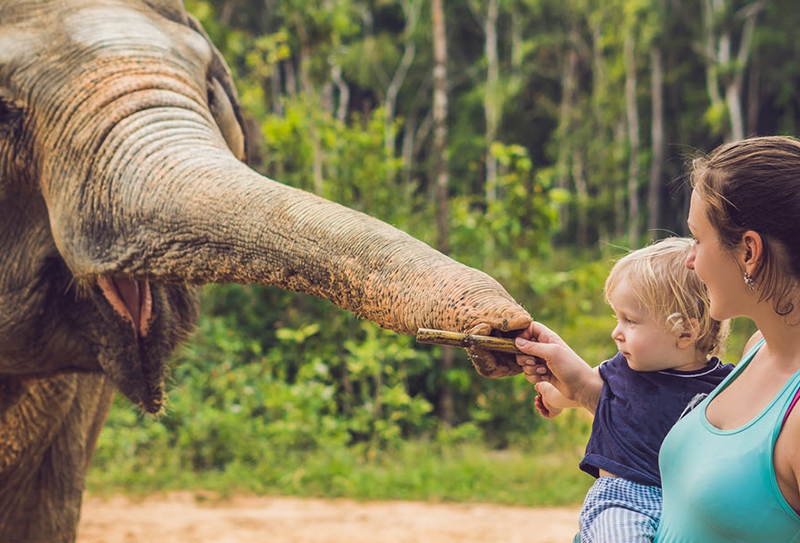 Катание на слонах и шоу в Бангкоке
