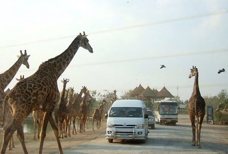 Zoo Safari World Bangkok (Safari & Marine Park) 1