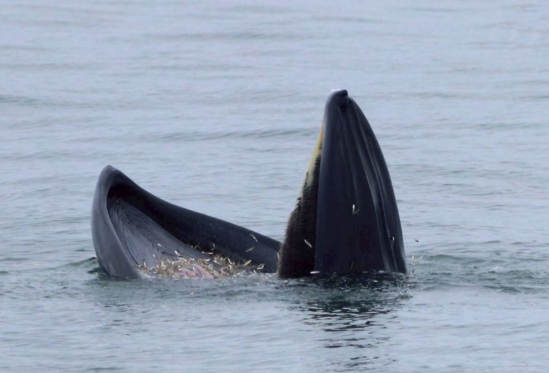 Whale Watching Tour from Bangkok